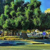 МНОГОВЕКОВОЕ ДЕРЕВО :: Анатолий Малобродский МНОГОВЕКОВОЕ ДЕРЕВО :: Анатолий Малобродский