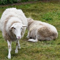 Московская область. Серпухов. Ферма «Русский страус». :: Наташа ***** Московская область. Серпухов. Ферма «Русский страус». :: Наташа *****