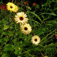 Про календулу. :: nadyasilyuk Вознюк Про календулу. :: nadyasilyuk Вознюк