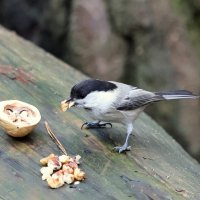 Полонрот... :: Александр Кондаков