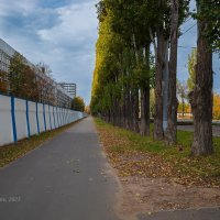 Вдоль забора :: Александр Синдерёв