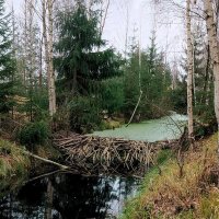 Бобры потрудились :: Ольга Савельева 