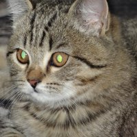 МУРЗИК :: СЕРГЕЙ ФИЛОЧКИН