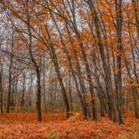 В осеннем парке... :: Владимир Жданов