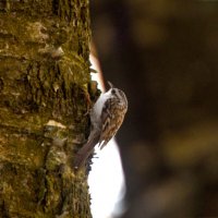 Пищуха :: Сергей Владимирович Егоров Пищуха :: Сергей Владимирович Егоров