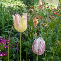 Тюльпаны :: Марина Птичка