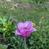 Лиловый :: Марина Птичка