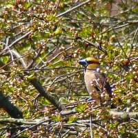 дубонос :: gawrilа - dan