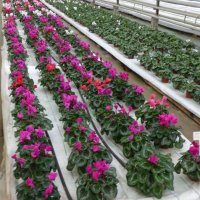 ТЕПЛИЦА :: СЕРГЕЙ ФИЛОЧКИН