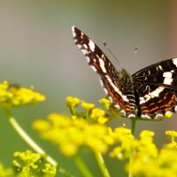 опять про бабочек...5 :: Александр Прокудин опять про бабочек...5 :: Александр Прокудин