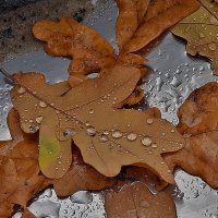 Идёт дождь! :: Валентина  Нефёдова 