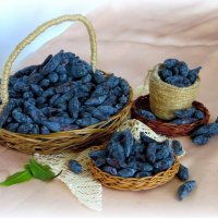 Жимолость. :: nadyasilyuk Вознюк Жимолость. :: nadyasilyuk Вознюк