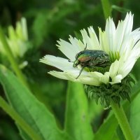 Рыцарь в латах 2 :: Natali Рыцарь в латах 2 :: Natali