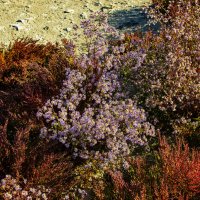 Прибрежные заросли :: Анатолий Чикчирный