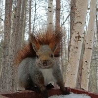 Белка :: Ирина *
