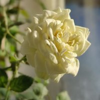 За окном зима :: Валентина Богатко 