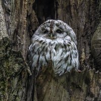 серая неясыть.молодая. :: юрий макаров