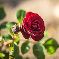 3994 :: Alex . 3994 :: Alex .