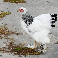 Московская область. Серпухов. Ферма «Русский страус». Куры Брама. :: Наташа *****