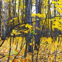 ЛИСТОПАД, ЛИСТОПАД ЛИСТЬЯ ЖЕЛТЫЕ ЛЕТЯТ :: Валентина 