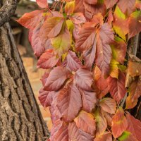 Осенний этюд :: Игорь Сикорский