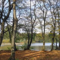 Озеро Лесное, Калининград :: Рита Симонова