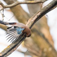 Сойка. :: Владимир Безбородов