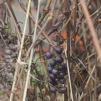 Луховицкий виноград. :: Вячеслав. Синицын