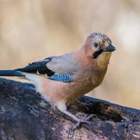 Сойка. :: Nik Lovec