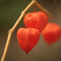 Физалис декоративный :: Svetlana Galvez