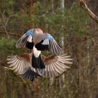 Полет :: Оксана Льдинина 