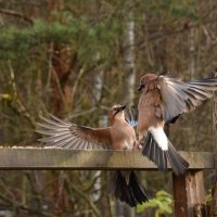 Кто главный :: Оксана Льдинина 