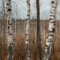 Три березы :: fogmeadowww m