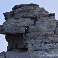 Природа Крыма :: Amazing Cosmea