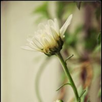 Хризантема :: Руслан 