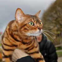 Бенгальская киса приветствует вас :: Светлана 