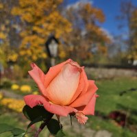 Розы октября :: Nina Streapan