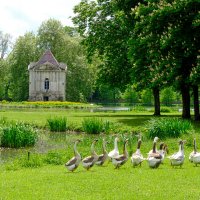 Гуси гуляют по парку замка Анси-ле-Фран :: Георгий А Гуси гуляют по парку замка Анси-ле-Фран :: Георгий А