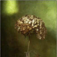 *** :: Oleg Rastorguev