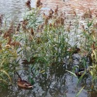 Замаскировались в камышах :: Galina Solovova