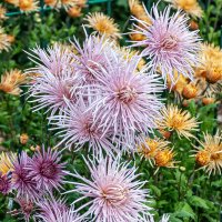 Аромат хризантем! :: Варвара Аромат хризантем! :: Варвара