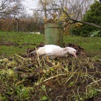 Местная беспризорница :: Анна Воробьева