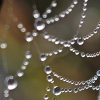 Ожерелье паутины :: Наталия 