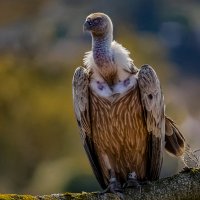 Красавчик! :: Shmual & Vika Retro