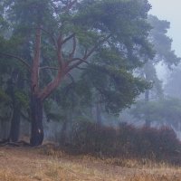 *** :: Сергей Могутов *** :: Сергей Могутов