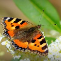 опять про бабочек...10 :: Александр Прокудин