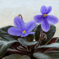 Фиалка :: Сергей Рожков