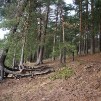 Репино :: Наталья Герасимова