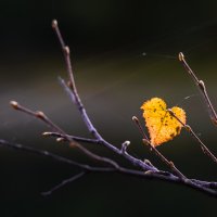 ... :: Жора Житников