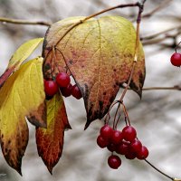 Калина. Осени окрас. :: Светлана Ищенко